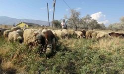 Maaşlarıyla gündem olan çobanlar, günde litrelerce su tüketerek kavurucu sıcakta mesaiyi sürdürüyor