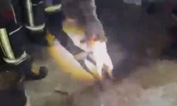 Osmaniye'de apartmanın 3'üncü katına çıkan tilki doğaya bırakıldı