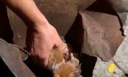 Osmaniye'de soba kovasına sıkışan yavru kedi kurtarıldı