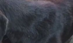 Silahla vurulan sokak köpeğine polis ekipleri sahip çıktı