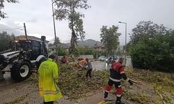 Yayladağı'nda aracın üzerine ağaç devrildi