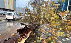 Antalya'yı fırtına ve sağanak vurdu: Yollar göle döndü, ağaçlar devrildi