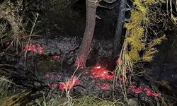 Gazipaşa’da, zamanında müdahale orman yangınını önledi