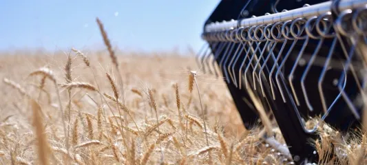 Tarsus’ta ağaç katliamı