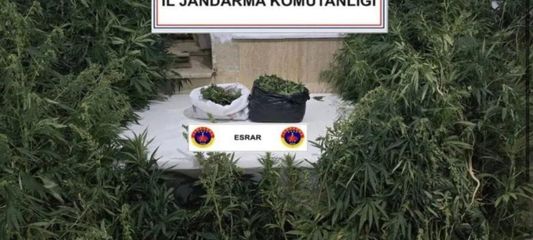 Kenevirleri sularken suçüstü yakalandı