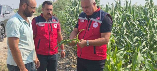 Antakya'da mısır hasadı devam ediyor