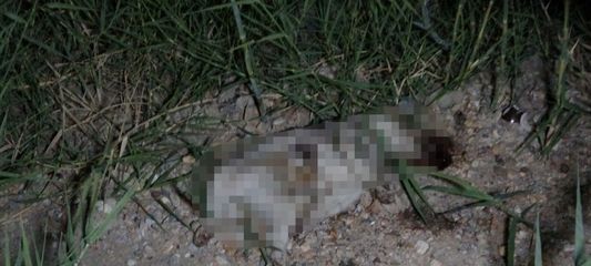 ATV aracın çarptığı yavru köpeğin taşla öldürüldüğü iddiası ortalığı karıştırdı