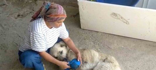 Çoban köpeğini tüfekle vurup sakat bıraktılar