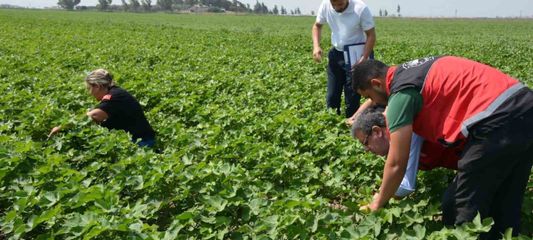 Hatay'da pamuk, soya ve ayçiçeği üretim alanları kontrol edildi