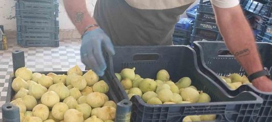 Mersin'de beyaz incirde 'yok yılı': Rekoltenin 90 bin tondan 30 bin tona düşmesi bekleniyor