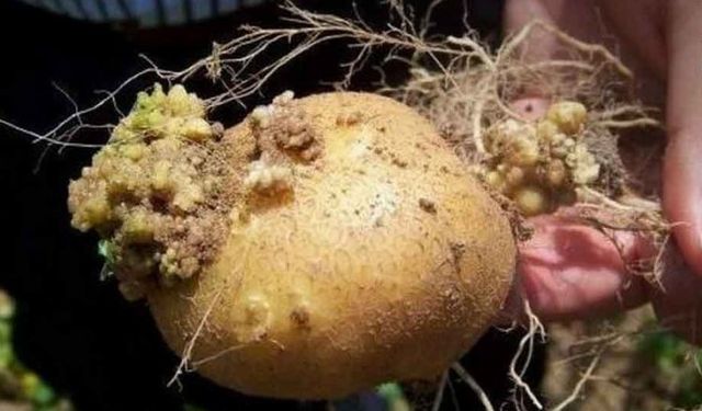 Tarım'dan patates hastalıklarına karşı yönetmelikler