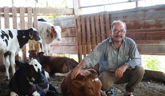 Mustafa amcanın 85 bin TL’ye satın aldığı inek, sırra kadem bastı