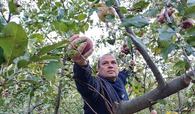 Adana’da zirveye kar yağdı, elma hasadı erken yapıldı