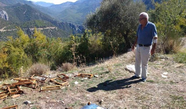 Antalya’da aç kalan ayılar kovanları parçaladı