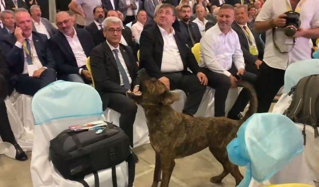 Antalya’da fuar alanına girip dron kovalayan köpek gülümsetti