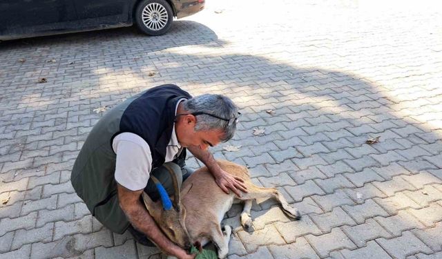 Yaralı bulunan dağ keçisi tedaviye gönderildi