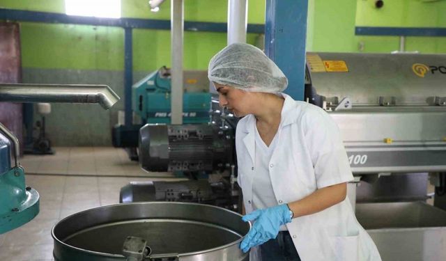 Zeytin hasadı öncesi fabrikalarda sıkı denetim