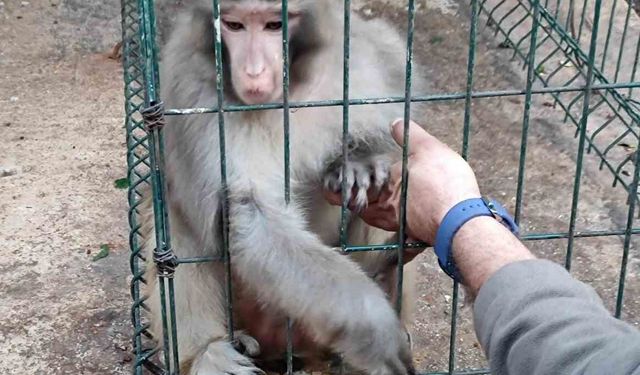 Antalya’da izinsiz Rhesus Maymununu besleyen şahsa 8 bin 322 lira para cezası uygulandı