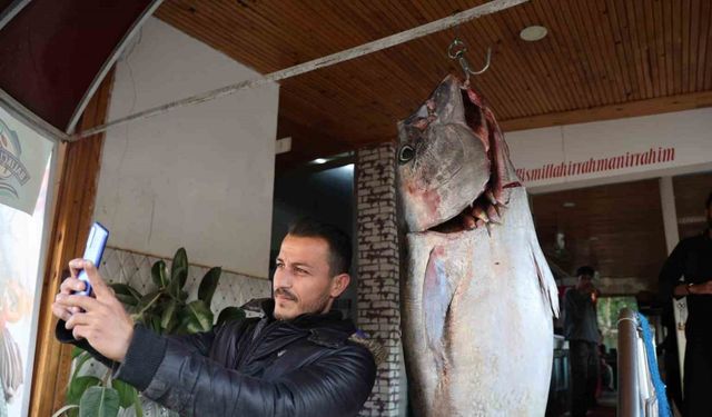 Balıkçı ağına insan boyunda orkinos takıldı