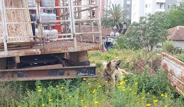 Antalya’da tüp kamyonuna zincirle bağlanıp bakımı ihmal edilen köpeğe polis sahip çıktı