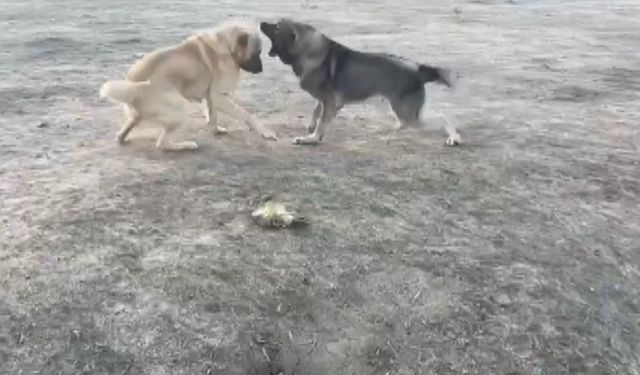 Köpekler acımasızca dövüştürüldü