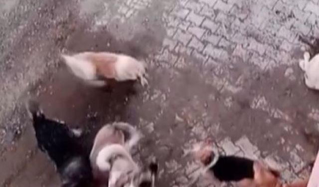 Köpekler arasında yaşanan korkutan boğuşma kamerada