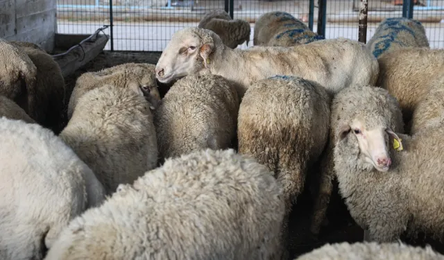 Bursa Nilüfer Kurban Bayramı’na hazır