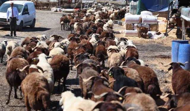 İzmir Karabağlar'da Kurban Bayramı öncesi örnek uygulama