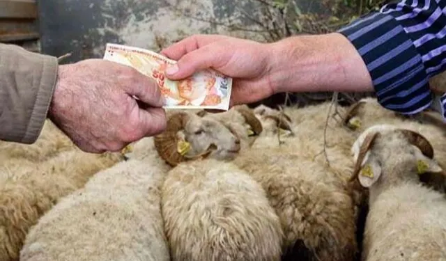 Kurbanlıklar yüzde 25 arttı... TZOB'a göre 147 milyar TL'lik ekonomik hareket bekleniyor