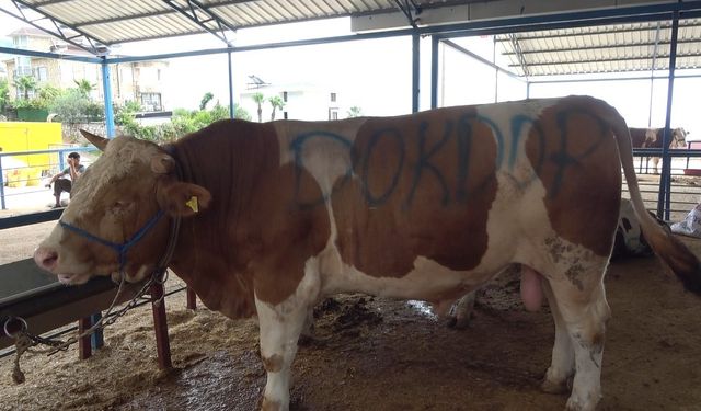 Alanya’da kurban satış yerleri doldu