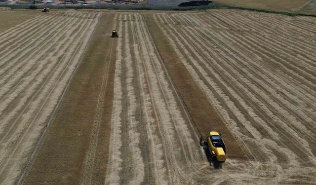 Amik Ovası’nda kuraklık buğdayda rekolteyi yarı yarıya düşürdü