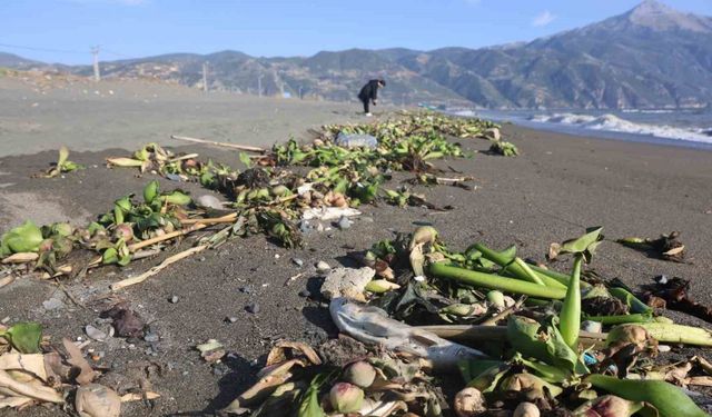 Aşırı yağışla birlikte denize sürüklenen binlerce tatlı su balığı, tuzlu suda telef oldu