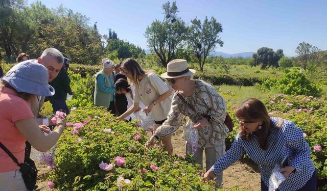 Don nedeniyle gül rekoltesi yüzde 35 azalan Isparta, telafiyi değer artışıyla hedefliyor