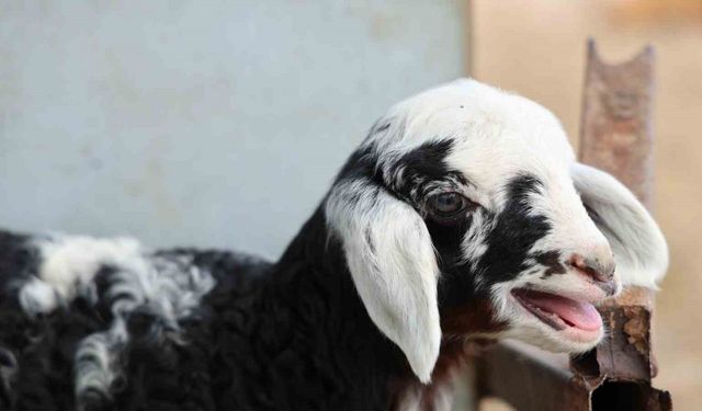 Meraya dökülen zehir 77 koyunu telef etti, onlarca kuzu annesiz kaldı