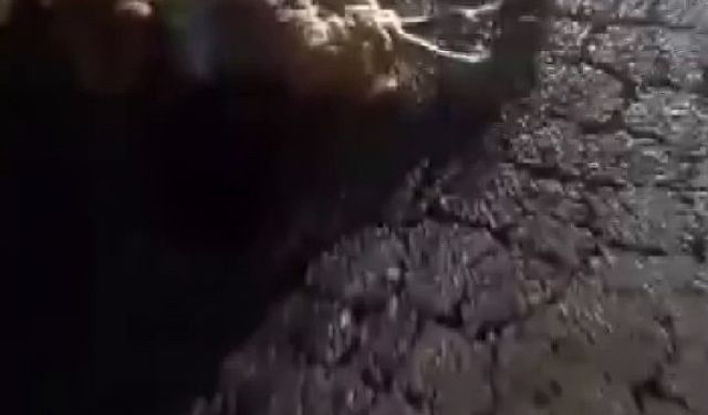 Otomobilin çarptığı 10 küçükbaş hayvan telef oldu