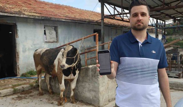 Sosyal medyada gördüğü kurbanlık danaları almak isterken 200 bin TL dolandırıldı