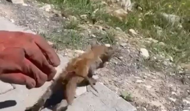 Su giderine sıkışan kedi kurtarıldı