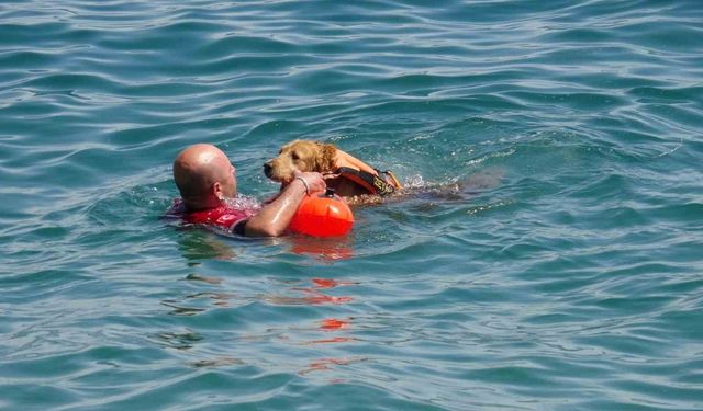 Türkiye’nin ilk sivil sualtı kurtarma köpeği Zeyna, görev için gün sayıyor