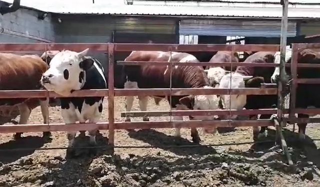 7 hisseli kurbandan umre  ziyareti çıktı çifte bayram yaşadı