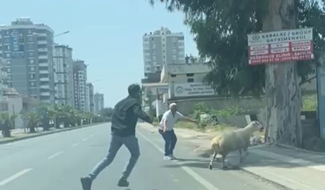Adana’da kaçan koyun ve keçiler sahiplerini peşlerinden koşturdu