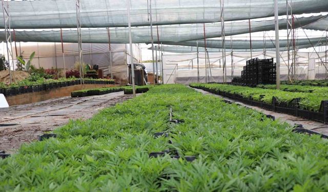 Alanya Belediyesi arife günü mezarlıklarda çiçek dağıtacak