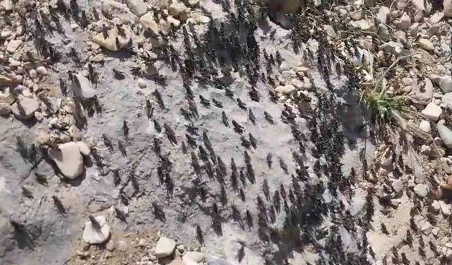 Antalya Gelesandra Yaylası’nda çekirge istilası