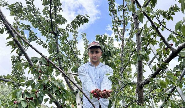 Don afetinin rekolteyi düşürdüğü kirazda hasat vakti