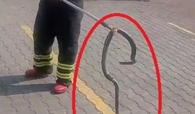 Fabrikaya giren yılanı itfaiye ekipleri yakaladı