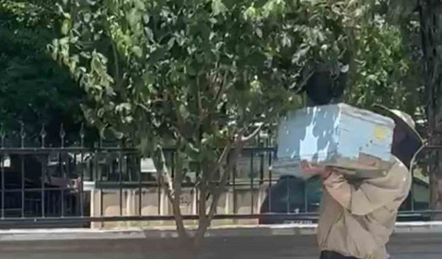 Güvenlik görevlisi oğul veren arıları kovana aldı
