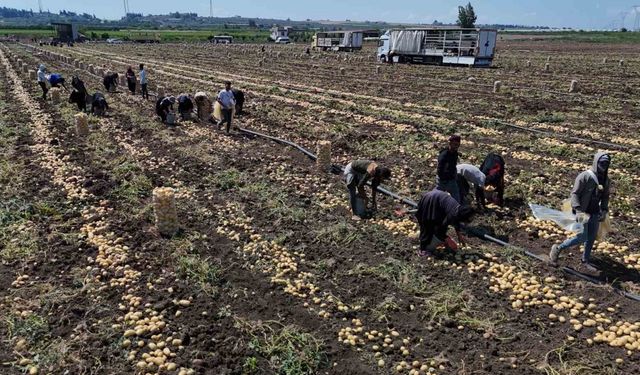 Hasadı süren patateste fiyat 7 liraya kadar geriledi