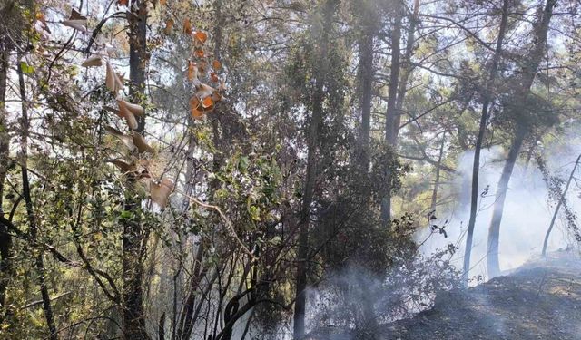 Hatay’da orman yangını