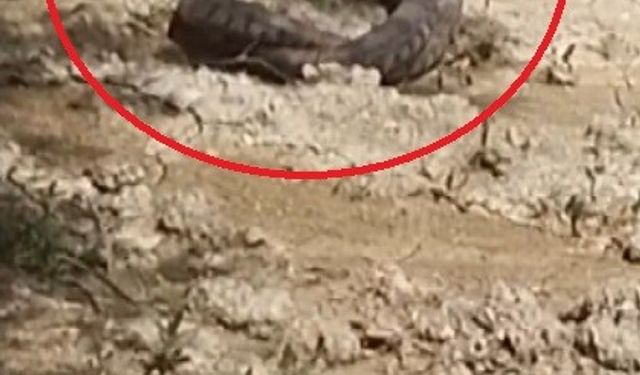 Hatay’da yılanların çiftleşme dansı kamerada