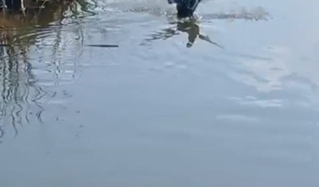 Isparta’da yaralı bulunan bahri kuşu tedavisinin ardından doğaya salındı
