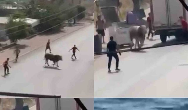 Kaçan boğa ortalığı bir birine kattı, diğeri ise denizde telef oldu